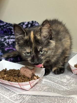 Shelter Stray Female Cat last seen Near Indian Creek Drive, Stone Mountain 30083, 30083, GA, Atlanta, GA 30341