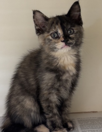 Shelter Stray Female Cat last seen Near Indian Creek Drive, Stone Mountain 30083, 30083, GA, Atlanta, GA 30341