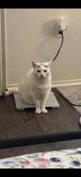 Reunited Female Cat last seen Montana Ave , Vandenberg Space Force Base, CA 93437