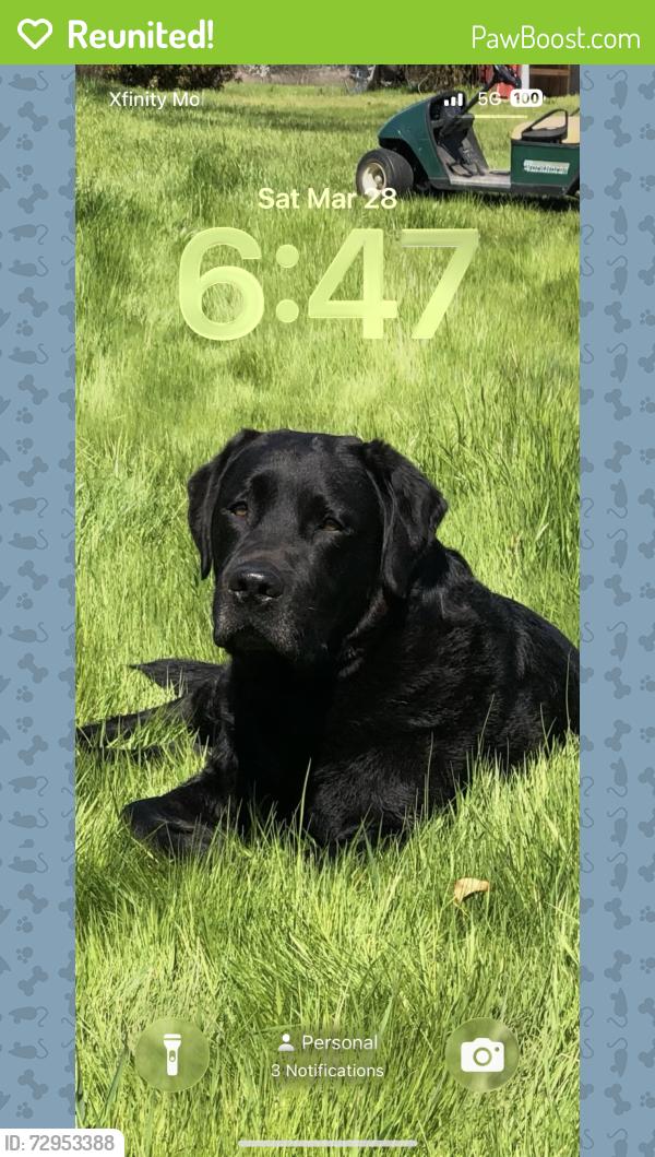 Reunited Male Dog last seen Central Avenue Roseville, Roseville, CA 95747