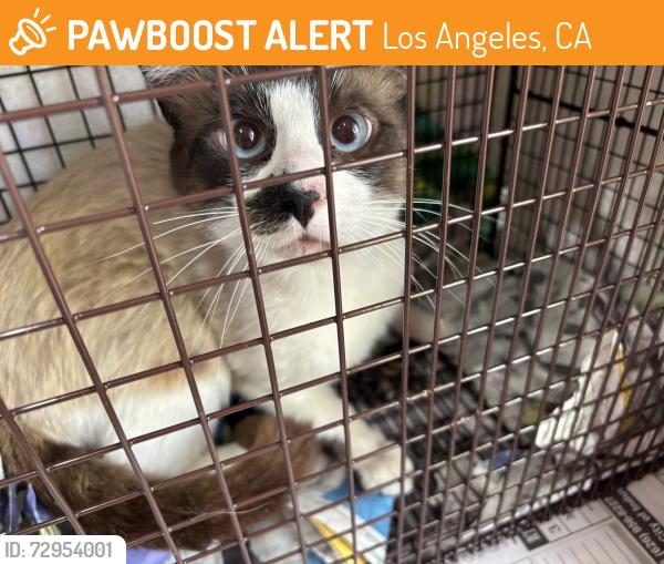 Found/Stray Unknown Cat last seen Chase St. and Lurline Ave., Winnetka, Los Angeles, CA 91306