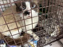Found/Stray Unknown Cat last seen Chase St. and Lurline Ave., Winnetka, Los Angeles, CA 91306