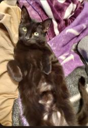Lost Female Cat last seen Lincoln ave, Parma, OH 44134