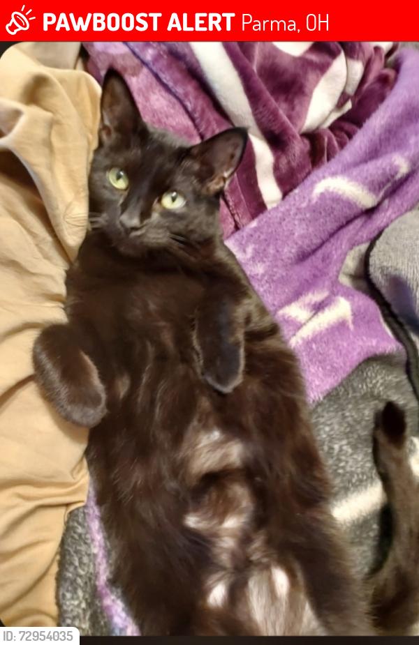 Lost Female Cat last seen Lincoln ave, Parma, OH 44134
