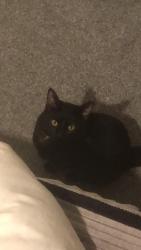Lost Male Cat last seen Hookstone Park, Harrogate HG2 7DB, North Yorkshire, England HG2 7DB