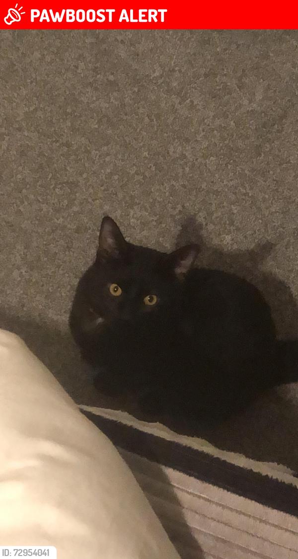 Lost Male Cat last seen Hookstone Park, Harrogate HG2 7DB, North Yorkshire, England HG2 7DB