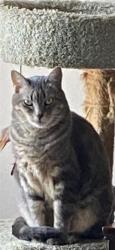Reunited Female Cat last seen Sapphire and they alley on our ring camara, Redondo Beach, CA 90277