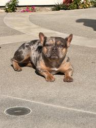Found/Stray Female Dog last seen Via Vallarta and Camino Besar , Orange County, CA 92886