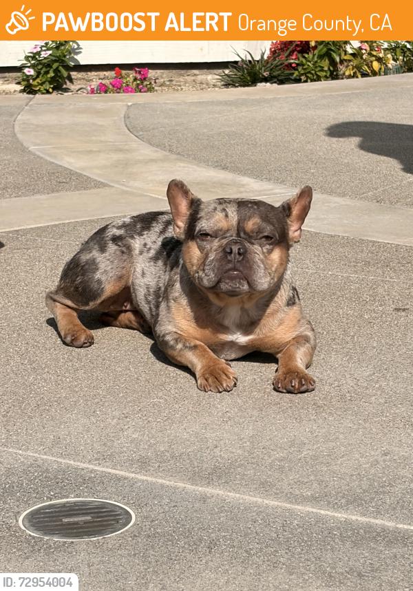 Found/Stray Female Dog last seen Via Vallarta and Camino Besar , Orange County, CA 92886
