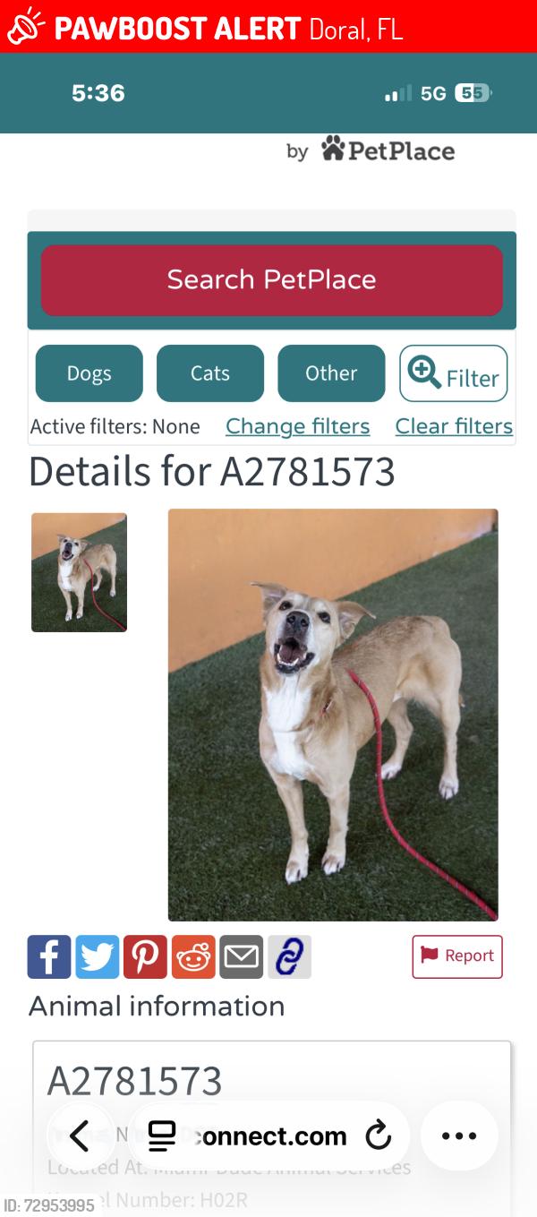 Lost Female Dog last seen City plaza Doral Florida , Doral, FL 33166