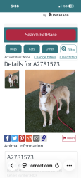 Lost Female Dog last seen City plaza Doral Florida , Doral, FL 33166