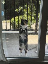 Found/Stray Unknown Cat last seen The Arch , Conway, SC 29526