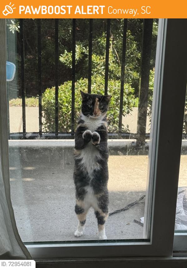 Found/Stray Unknown Cat last seen The Arch , Conway, SC 29526