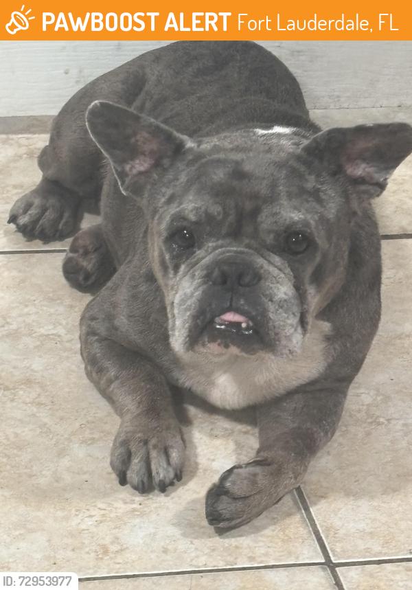 Found/Stray Male Dog last seen Sw 13th court and Sw 36th st in Fort Lauderdale, Fort Lauderdale, FL 33312