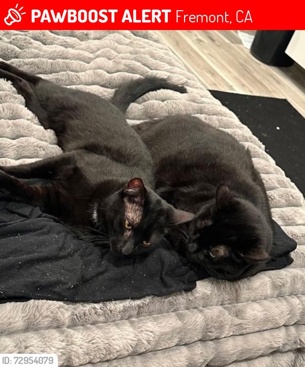 Lost Female Cat last seen Curtis, Fremont, CA 94538