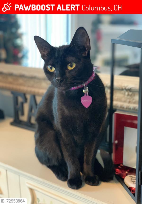 Lost Female Cat last seen Evaline Dr/ Blythe Rd /Bryson Rd/ Matthias Dr, Columbus, OH 43224