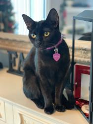 Lost Female Cat last seen Evaline Dr/  Blythe Rd /Bryson Rd/  Matthias Dr, Columbus, OH 43224