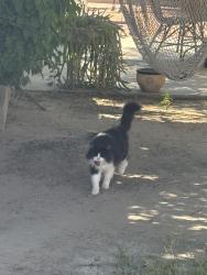 Lost Female Cat last seen Salida Del Sol & Rancho Viejo, off 8th St and Ave C, Yuma, AZ 85364