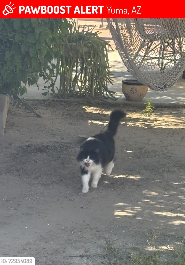 Lost Female Cat last seen Salida Del Sol & Rancho Viejo, off 8th St and Ave C, Yuma, AZ 85364