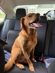 Reunited Male Dog last seen Bryson and Ballentine st, Hope Mills, NC 28348
