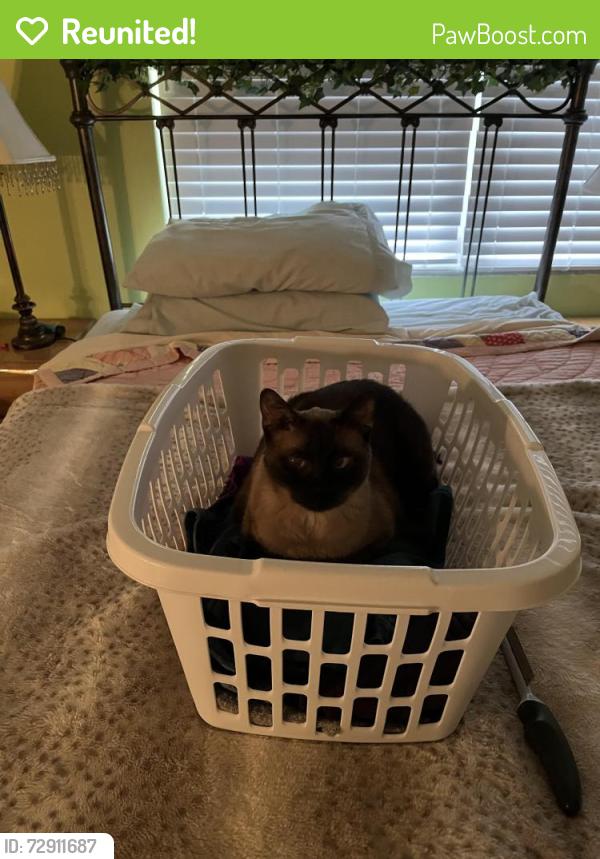 Reunited Male Cat last seen Orangewood Dr. and Citrus Ave, Dunedin, FL 34698