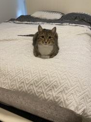 Reunited Male Cat last seen Cuyamaca and river park , Santee, CA 92071