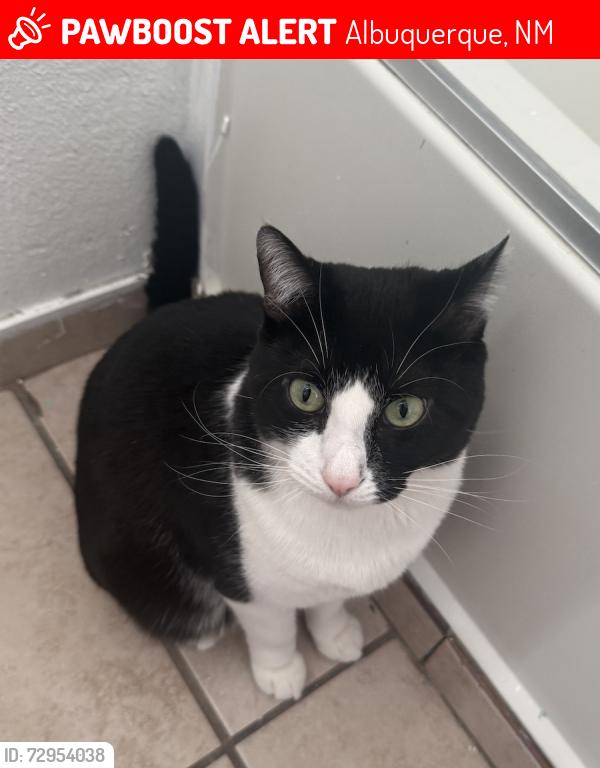 Lost Male Cat last seen Sage and 86th Street, Albuquerque, NM 87121