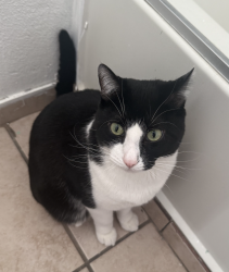 Lost Male Cat last seen Sage and 86th Street, Albuquerque, NM 87121