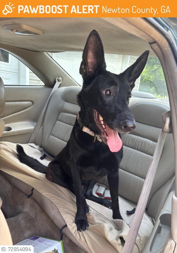 Found/Stray Female Dog last seen Cowan rd , Newton County, GA 30016