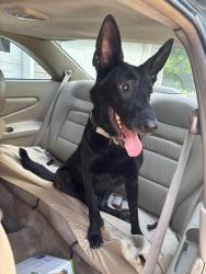 Found/Stray Female Dog last seen Cowan rd , Newton County, GA 30016