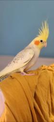 Lost Male Bird last seen Mont-royal, Montréal, QC H3R 2G1
