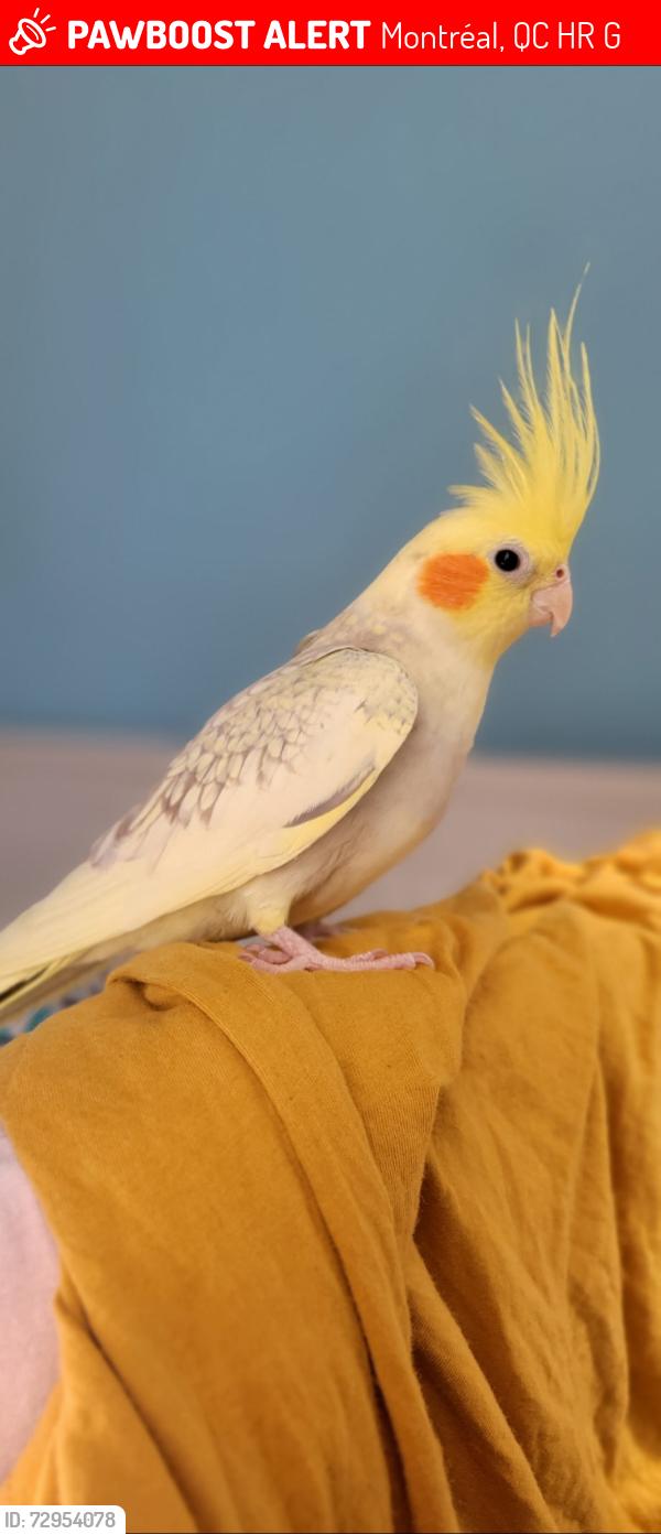 Lost Male Bird last seen Mont-royal, Montréal, QC H3R 2G1