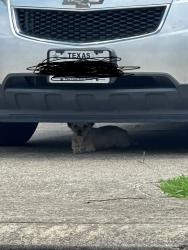 Found/Stray Unknown Dog last seen Little Pine Ln, Plantation Lakes, TX 77449