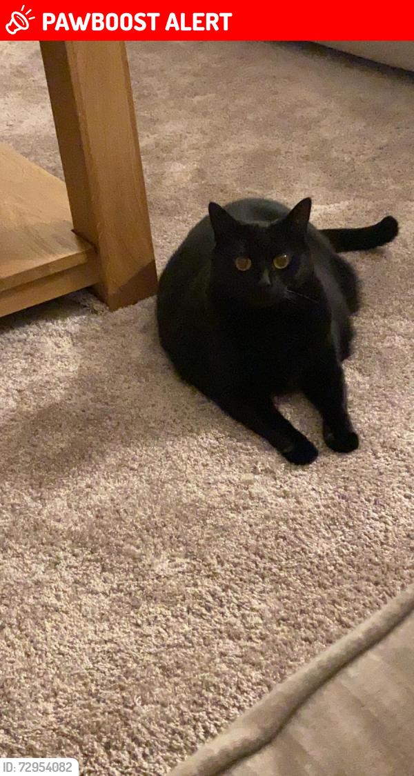 Lost Female Cat last seen St Andrews way , Thurrock, England SS17 0FL