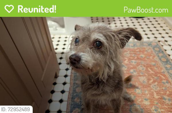 Reunited Male Dog last seen Found on Mark Trail, Candler-McAfee, GA 30032