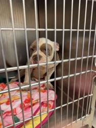 Shelter Stray Male Dog last seen Near Rockridge Drive, AUSTIN, TX, 78744, Austin, TX 78702