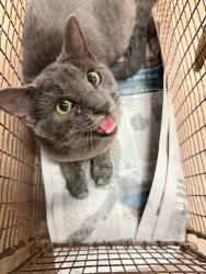 Shelter Stray Female Cat last seen Near Brickford Cove, AUSTIN, TX, 78745, Austin, TX 78702