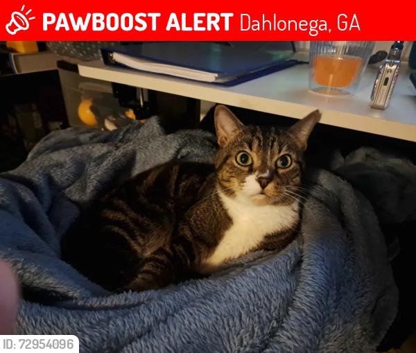 Lost Male Cat last seen Auraria Rd. and Clementine Dr., Dahlonega, GA 30533