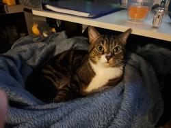 Lost Male Cat last seen Auraria Rd. and Clementine Dr., Dahlonega, GA 30533