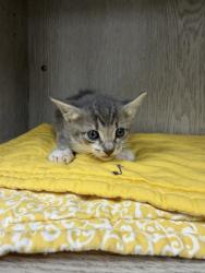 Shelter Stray Female Cat last seen Near N Church Street, CARENCRO, LA, 70520, Lafayette, LA 70507