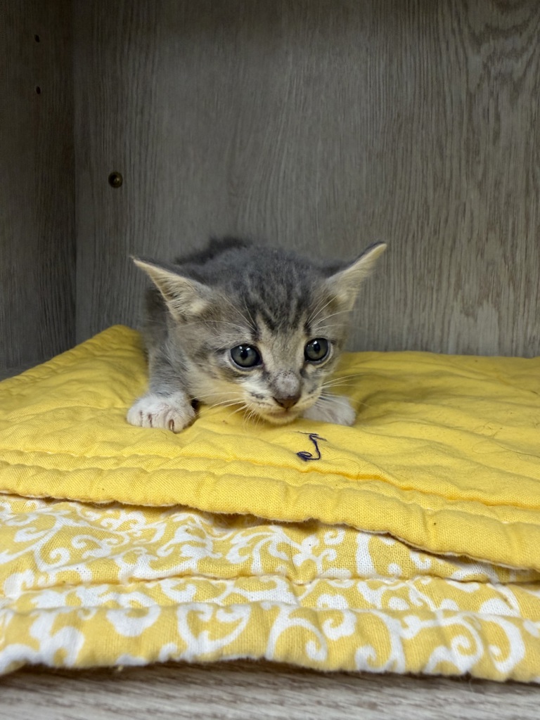 Shelter Stray Female Cat last seen Near N Church Street, CARENCRO, LA, 70520, Lafayette, LA 70507