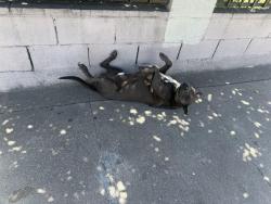 Found/Stray Male Dog last seen Central Avenue & Martin Luther King Jr , Lynwood, CA 90262