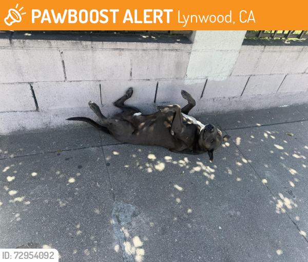 Found/Stray Male Dog last seen Central Avenue & Martin Luther King Jr , Lynwood, CA 90262