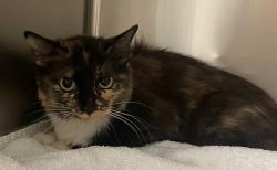 Shelter Stray Female Cat last seen Near Downfield Lane, FUQUAY VARINA, NC, 27526, Raleigh, NC 27610
