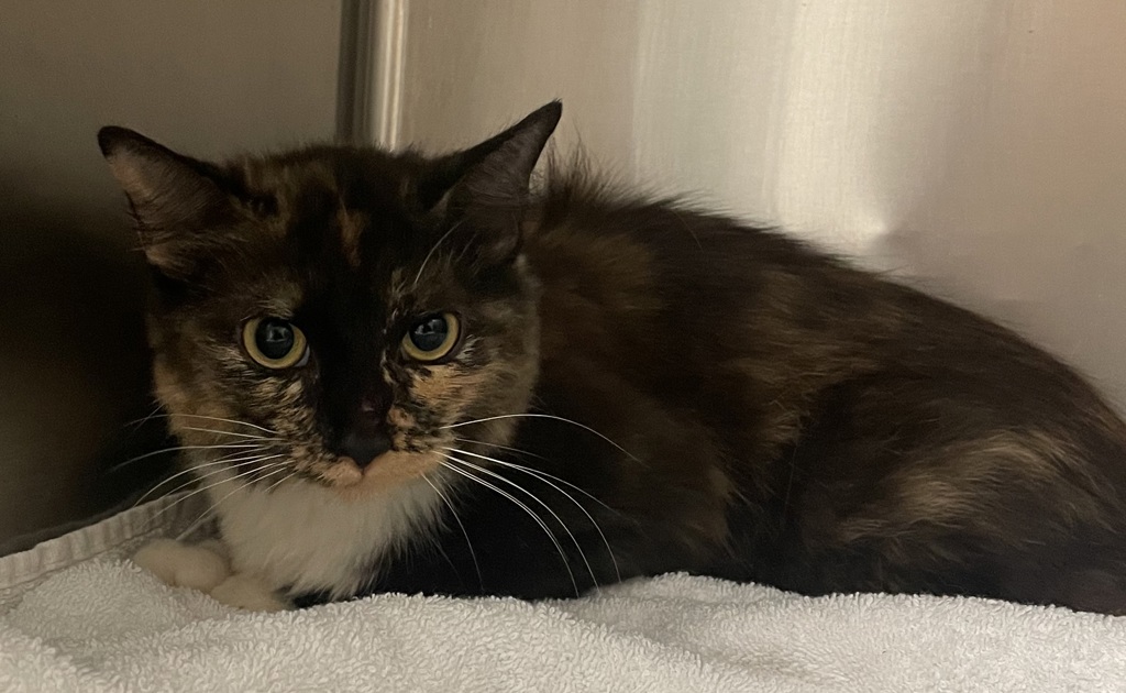 Shelter Stray Female Cat last seen Near Downfield Lane, FUQUAY VARINA, NC, 27526, Raleigh, NC 27610