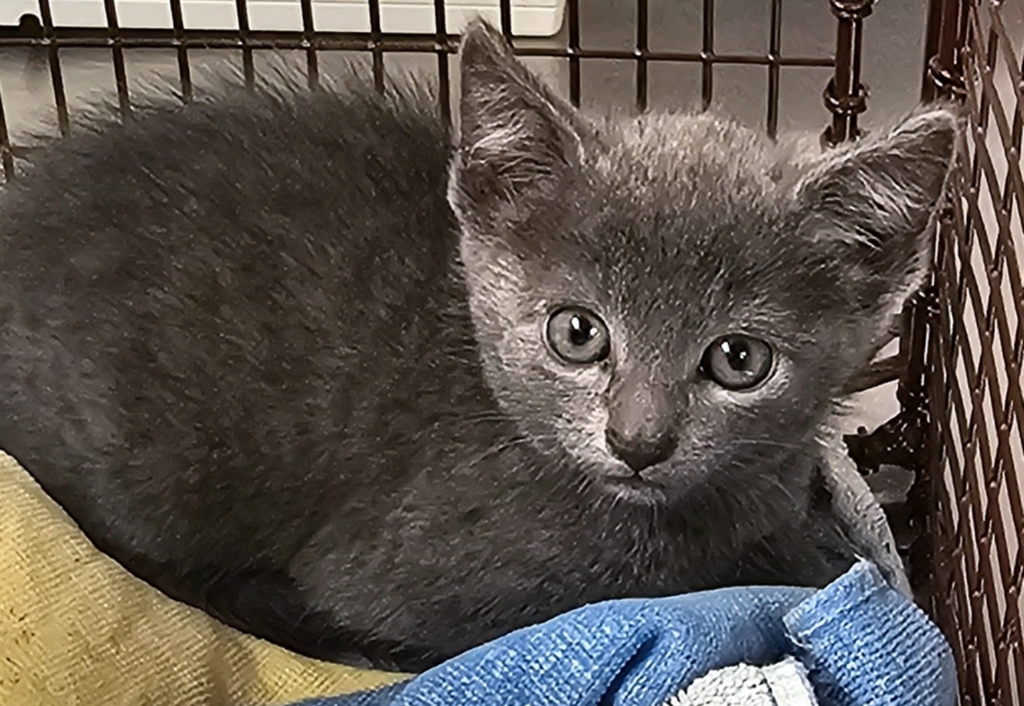 Shelter Stray Female Cat last seen Near Mitchell Mill Road, ZEBULON, NC, 27597, Raleigh, NC 27610