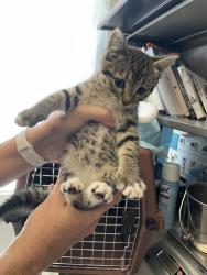 Shelter Stray Female Cat last seen Near S Highland Drive, Holladay, UT, 84117, Taylorsville, UT 84123