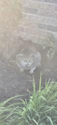 Found/Stray Unknown Cat last seen Fairview, Depew, NY 14043
