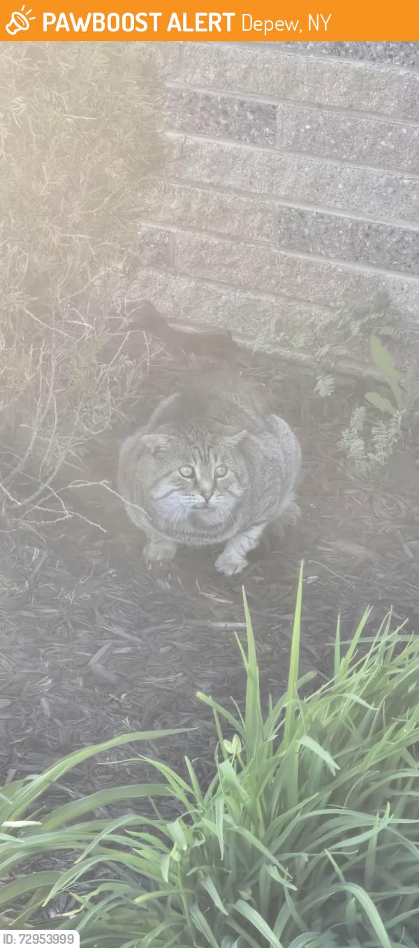 Found/Stray Unknown Cat last seen Fairview, Depew, NY 14043