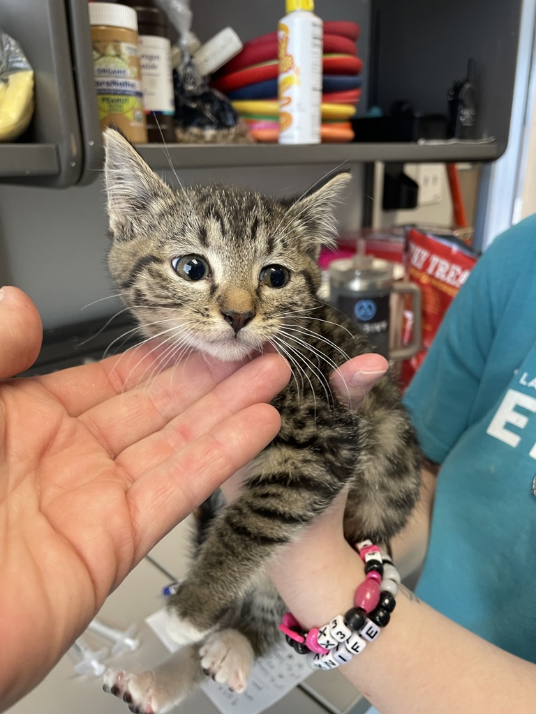 Shelter Stray Female Cat last seen Near S Highland Drive, Holladay, UT, 84117, 511 W 3900 S, Salt Lake City, UT 84123, USA